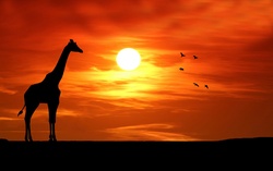 Giraffe silhouette at sunset in Africa