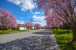 Suburban American Neighborhood in the Springtime