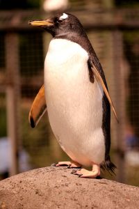 One penguin