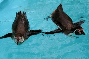 Penguins swim