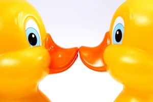 Ducks kiss