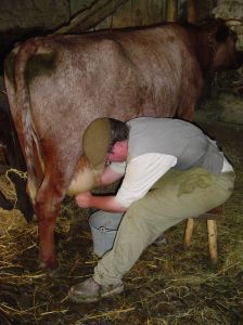 Traditional cow milking