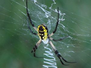 Writing spider