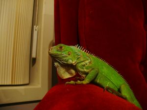 Iguana on a red chair