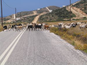 Goats on a road