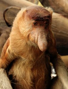 Weird-looking monkey