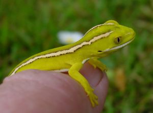 Baby yellow gecko