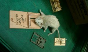 Mice in a mousetrap