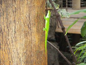 Gecko on tree