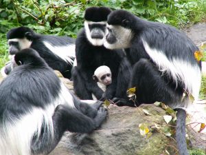 Monkeys with a child