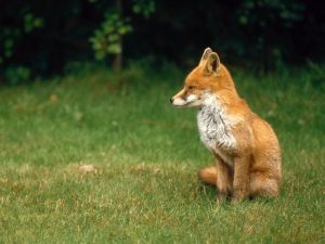 English fox, a cub