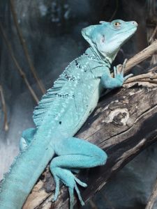 Blue dragon lizard
