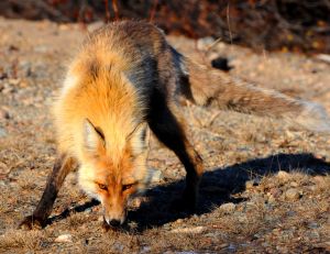 Fox smells the ground