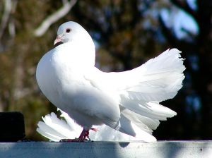 Fantail - dove