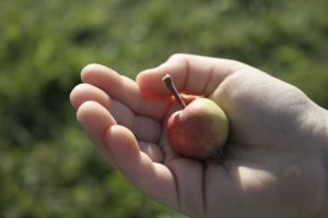 Little apple