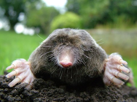 Close-up of a mole