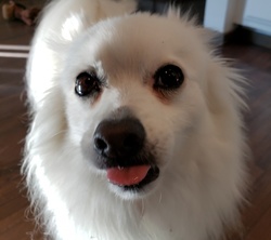 White Pomeranian dog sticking out his tongue