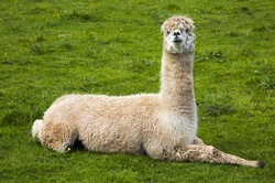 Llama Lama glama, Animal on The Grass