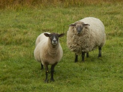 Sheep Animalia Domestic Sheep
