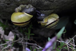 Animal snails
